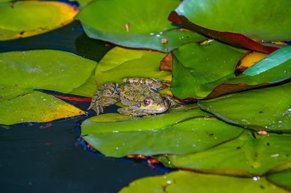 一只水蛙埋伏在池塘里的百合花叶上 在夏天的日光下拍照 — 图库照片