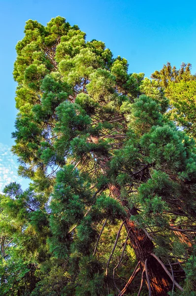 SONY DSC Lübnan sedir ağacı, Nikitsky Botanik Bahçesi 'nde, yazın güneş ışığı altında aşağıdan çekildi.