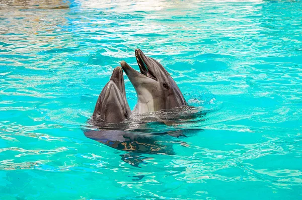 Sony Dsc Delfines Entrenados Durante Espectáculo Delfinario Fotografiados Verano Luz Imagen de stock