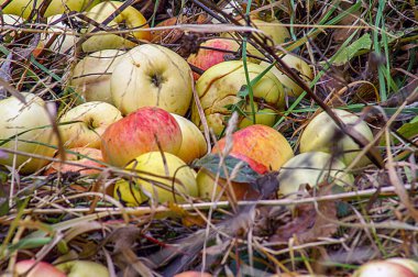 SONY DSC Ukrayna ülkenin kuzeyindedir. Sonbaharda meyve bahçesinden olgun elma topluyor, gün boyunca dağınık ışıkta fotoğraf çekiliyor..