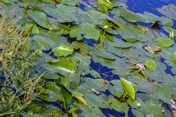 ソニーDscウクライナは 国の北です 夏に拡散照明下で撮影された川の水の中に紫色の葉や花 — ストック写真