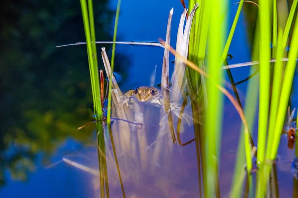 Sony Dsc Ukraine Nikitsky植物园 在日光下拍摄青蛙在花园水池中的照片 — 图库照片