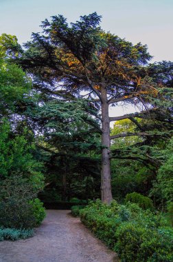 SONY DSC Nikitsky Botanik Bahçesi, sokaklar ve yollar, batan güneşin altında fotoğraflandı.