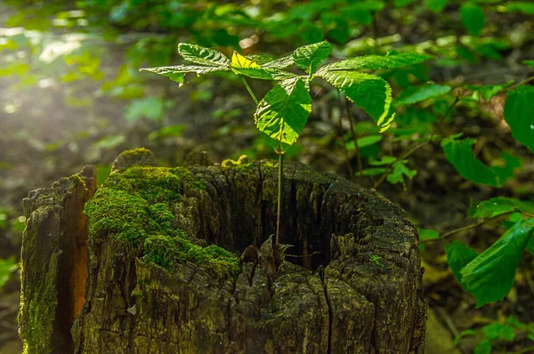 Ülkenin kuzeyindeki Ukrayna 'da, çürümüş eski bir kütükten yola çıkan bir filizlenme güneşe nişan alarak sabah yatay olarak yanal güneş ışığıyla fotoğraflandı..