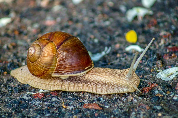 SONY SLT-A37 Ukrayna, yolda salyangozlar, yatay olarak fotoğraflanmış, sabah, gölgede güneş ışığı altında.        