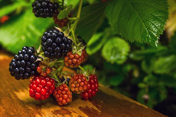 Sony Ucrania Período Verano Agosto Moras Ramas Racimos Fotografiado Horizontalmente — Foto de Stock