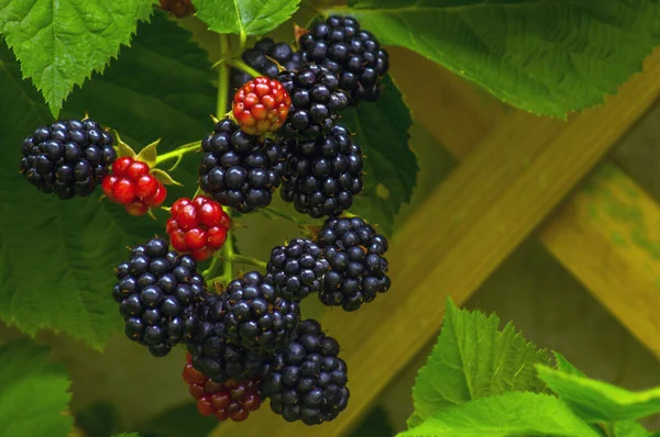 Sony Ucrania Período Verano Agosto Moras Ramas Racimos Fotografiado Horizontalmente Imagen de archivo