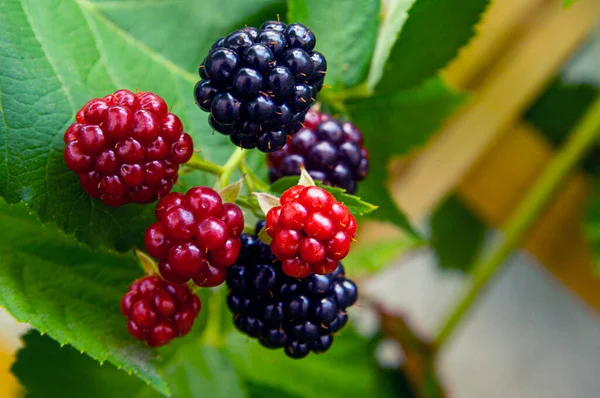 Sony Ukraine Summer Period August Ripe Blackberries Photographed Horizontally Daylight — Stock Photo, Image