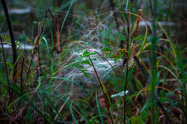 Özür dilerim. Ukrayna ülkenin kuzeyindedir. Ormandaki örümcek ağı tüm ormanın örümcek ağlarıyla çevrili olduğu izlenimini veriyor, özellikle sabahın erken saatlerinde, zayıf yatay güneş ışığıyla sabahın erken saatlerinde çekilmiş..