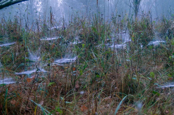 Sony Ukraine North Country Cobweb Forest Gives Impression Entire Forest — Stock Photo, Image