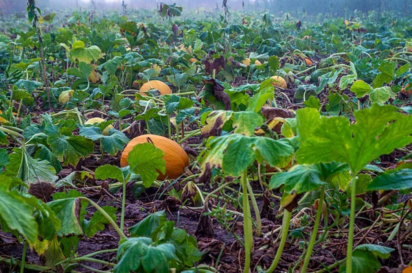 Özür dilerim. Ukrayna ülkenin kuzeyindedir. Özellikle sebze ve balkabağıyla ekilmiş bir arazi, sabahın erken saatlerinde düşük güneş ışığında, yatay olarak çekilmiş..