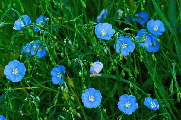 Sony Веселые Голубые Цветы Фоне Густой Зеленой Травы Сфотографированные Дневном — стоковое фото