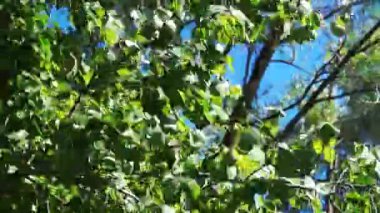 Ukrayna - ülkenin kuzeyi; ağustosta güçlü bir rüzgarda yaprakları sallanan bir kavak dalı, gün ışığında çekilen.
