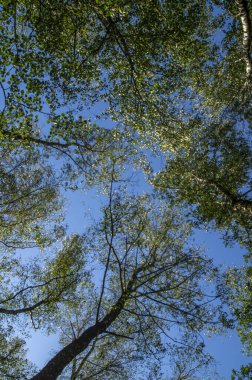 Özür dilerim. Ukrayna - ülkenin kuzeyi; açık mavi gökyüzüne karşı yaprak döken ağaçların tepeleri, gün ışığında tepeden tırnağa fotoğraflanmıştır..