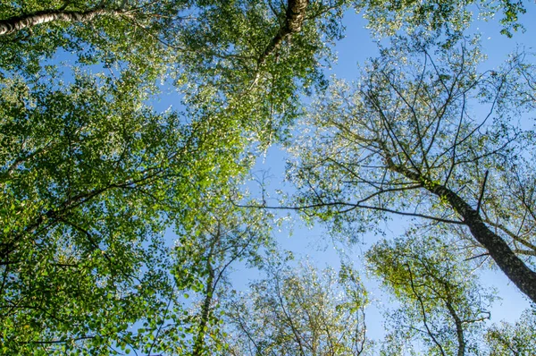 Özür dilerim. Ukrayna - ülkenin kuzeyi; açık mavi gökyüzüne karşı yaprak döken ağaçların tepeleri, gün ışığında tepeden tırnağa fotoğraflanmıştır..