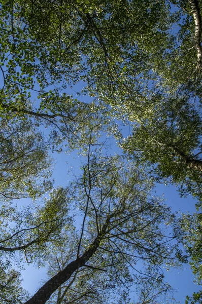 Özür dilerim. Ukrayna - ülkenin kuzeyi; açık mavi gökyüzüne karşı yaprak döken ağaçların tepeleri, gün ışığında tepeden tırnağa fotoğraflanmıştır..