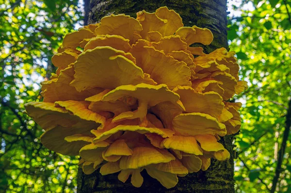Özür dilerim. Ukrayna - ülkenin kuzeyi, ağaçta büyük sarı mantarlar, çalılıklarda bükülmüş bir demet halinde toplandı, gündüz, ağustos ayında, gölgede fotoğraflandı..