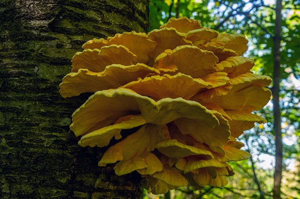 Özür dilerim. Ukrayna - ülkenin kuzeyi, ağaçta büyük sarı mantarlar, çalılıklarda bükülmüş bir demet halinde toplandı, gündüz, ağustos ayında, gölgede fotoğraflandı..