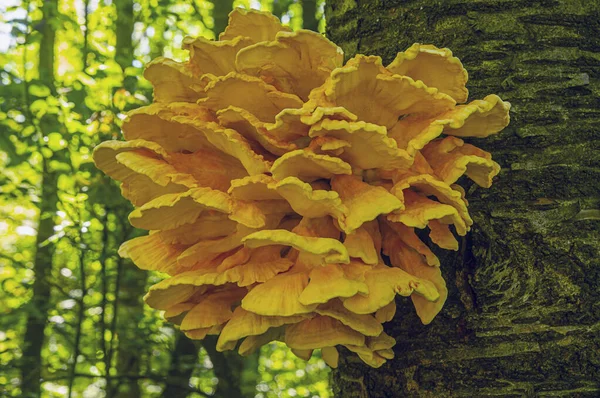 Özür dilerim. Ukrayna - ülkenin kuzeyi, ağaçta büyük sarı mantarlar, çalılıklarda bükülmüş bir demet halinde toplandı, gündüz, ağustos ayında, gölgede fotoğraflandı..