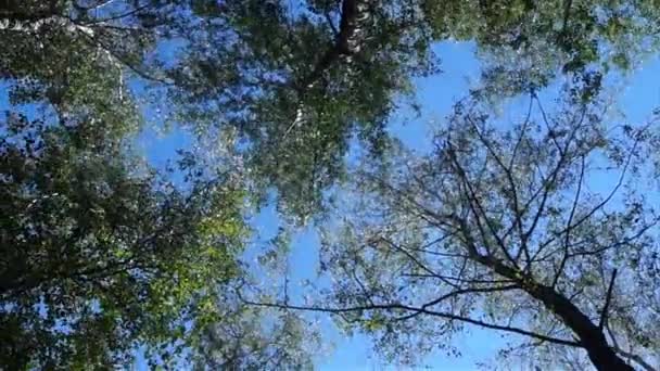 Sony Ουκρανία Βόρειο Τμήμα Της Χώρας Κορυφές Των Φυλλοβόλων Δέντρων — Αρχείο Βίντεο