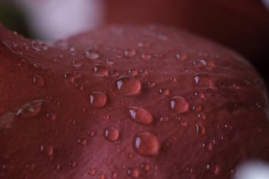 Su damlaları ile taze kırmızı gül yaprakları