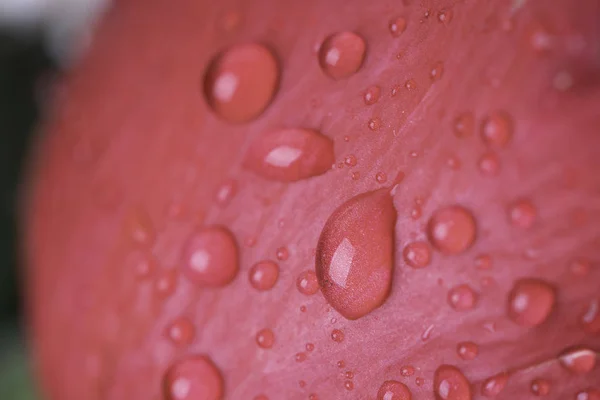 Pétalos Rosa Roja Fresca Con Gotas Agua — Foto de Stock