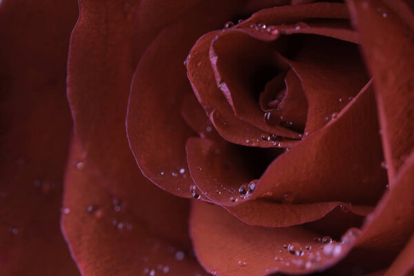 Fresh red rose petals with water drops