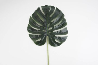 Bir Monstera deliciosa ile arkaplan ya da arkaplan, ceriman beyaz arkaplan üzerinde bırakır