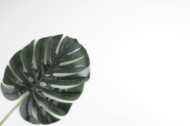 Bir Monstera deliciosa ile arkaplan ya da arkaplan, ceriman beyaz arkaplan üzerinde bırakır