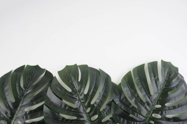 Bir Monstera deliciosa ile arkaplan ya da arkaplan, ceriman beyaz arkaplan üzerinde bırakır