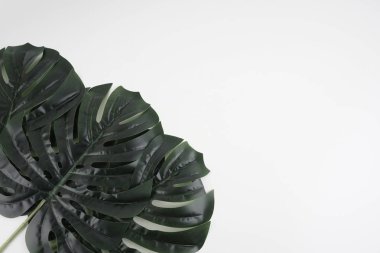 Bir Monstera deliciosa ile arkaplan ya da arkaplan, ceriman beyaz arkaplan üzerinde bırakır