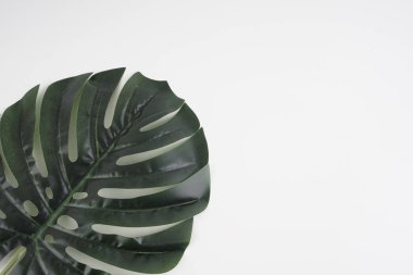 Bir Monstera deliciosa ile arkaplan ya da arkaplan, ceriman beyaz arkaplan üzerinde bırakır