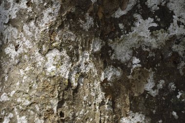 ağaç kabuğu yüzeyi, tam kare