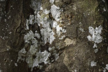 ağaç kabuğu yüzeyi, tam kare