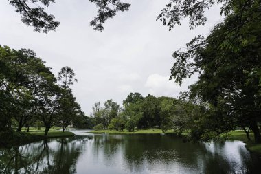 gölet, göl suyu ile parkta güzel yeşil ağaçlar 