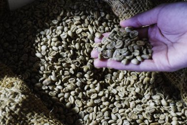 İnsan eli çuvaldan taze kahve çekirdeği alıyor, yakın plan.