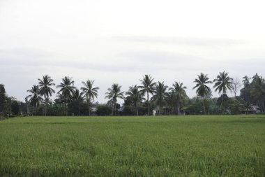 palms and green grassy lawn 