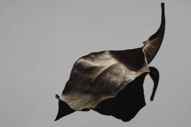 stüdyoda gri yüzeyüzerinde kahverengi kuru sonbahar yaprağı yapısı