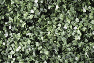 yeşil yaprak yaprakları yeşillik tam çerçeve