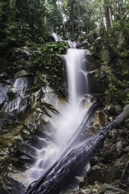 waterfowl, akan su ile kayalık nehir 