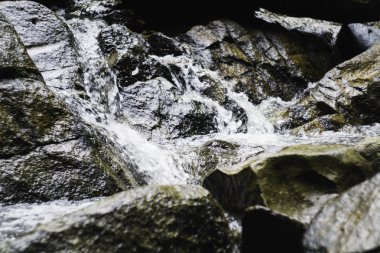 waterfowl, akan su ile kayalık nehir 