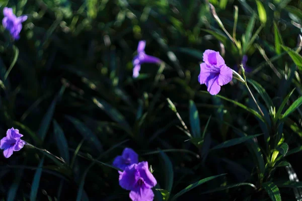 朝の栄光の花と緑の葉 花の背景 — ストック写真