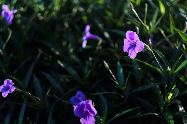 Morning Glory Flowers Green Leaves Floral Background — Stock Photo, Image