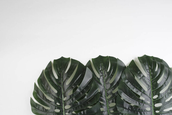Backdrop or background with a Monstera deliciosa, the ceriman leaves over white background