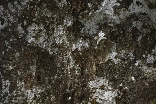 ağaç kabuğu yüzeyi, tam kare