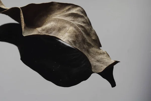 brown dry autumn leaf structure on gray surface in studio