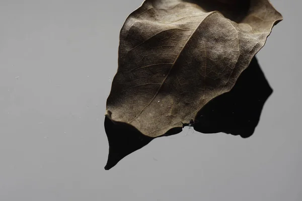 brown dry autumn leaf structure on gray surface in studio