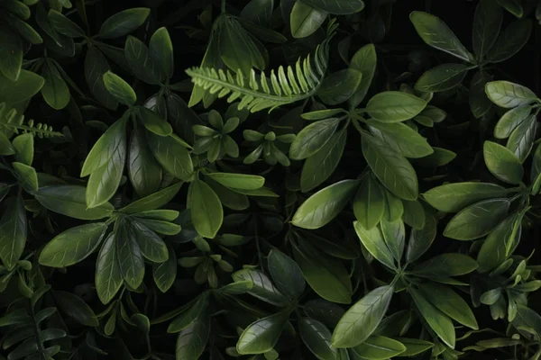 Yeşil Yaprak Yaprakları Yeşillik Tam Çerçeve — Stok fotoğraf