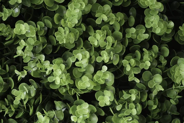 Pełna Rama Zielone Liście Liści — Zdjęcie stockowe
