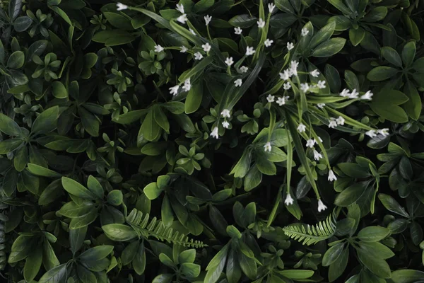 Πλήρες Πλαίσιο Των Πράσινων Φύλλων Και Μικρά Μικροσκοπικά Λευκά Λουλούδια — Φωτογραφία Αρχείου